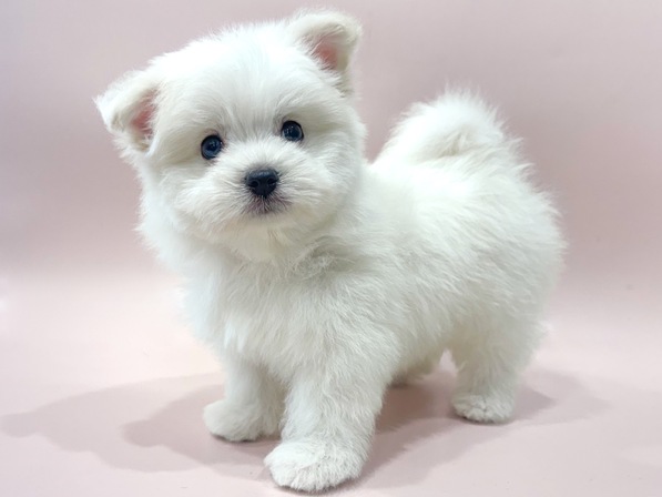 ミックス（犬）
