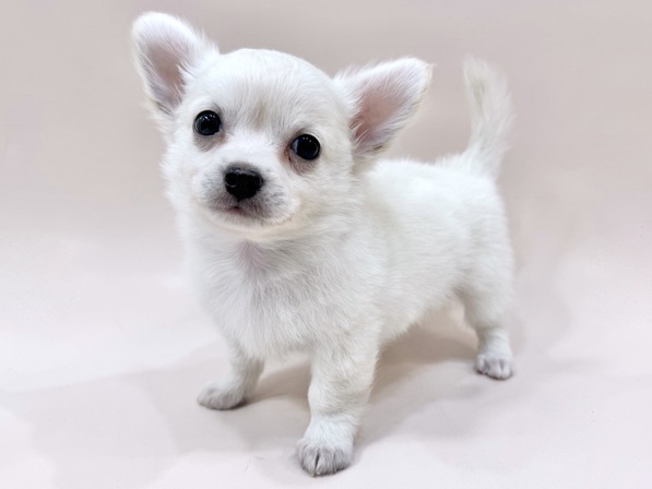 チワワ