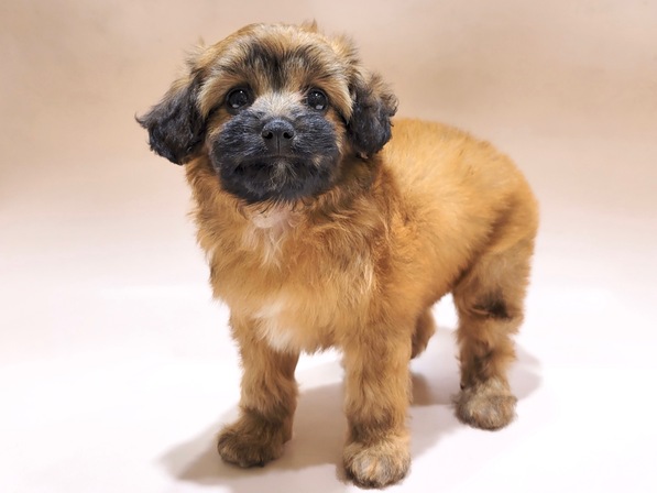 ミックス（犬）
