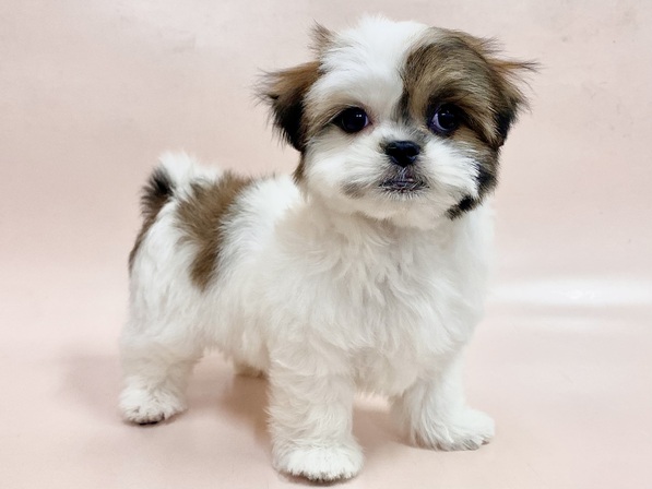 ミックス（犬）