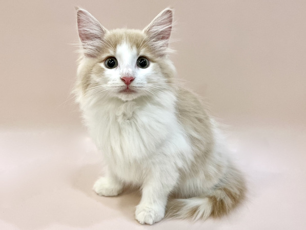 ノルウェージャンフォレストキャット