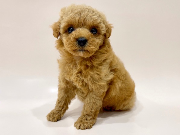 トイ・プードル