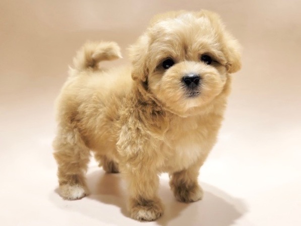 ミックス（犬）