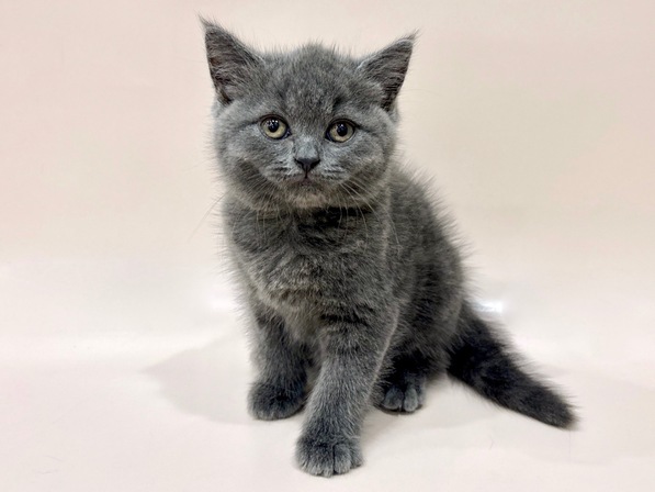 ブリティッシュショートヘアー