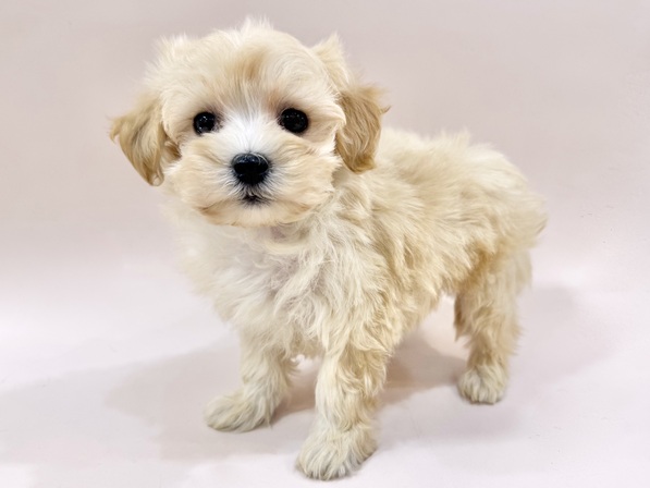 ミックス（犬）