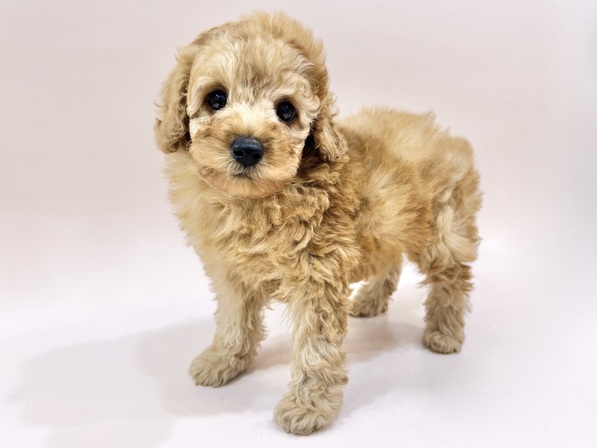 トイ・プードル