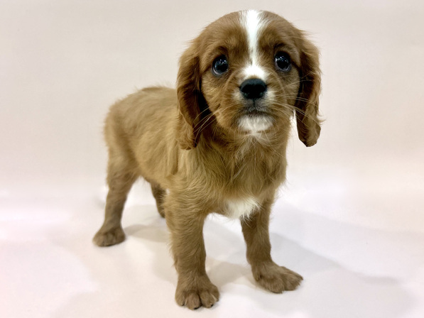 キャバリア・キング・チャールズ・スパニエル