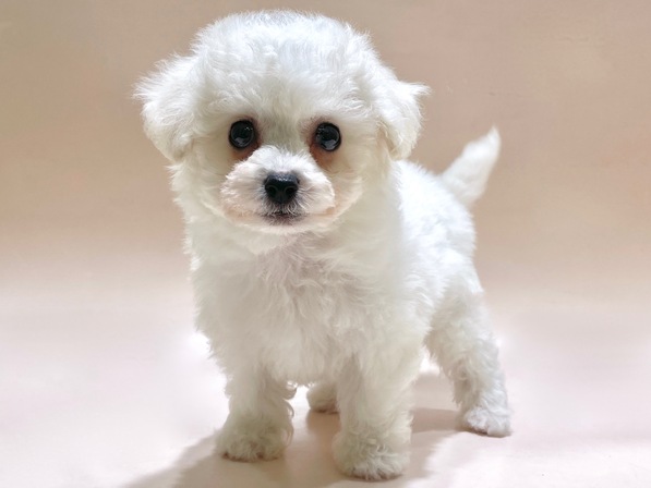 ビション・フリーゼ