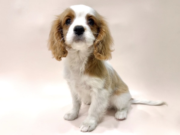 ミックス（犬）