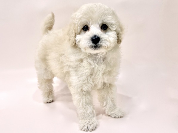 トイ・プードル