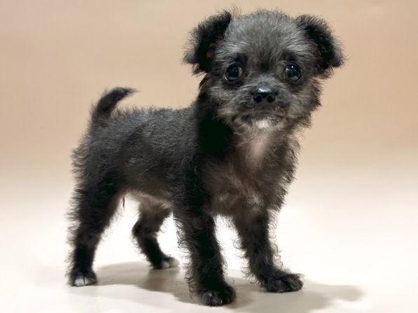 ミックス（犬）