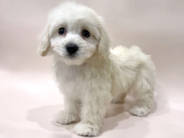 ミックス（犬）