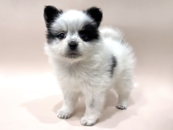 ミックス（犬）