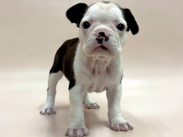 ミックス（犬）