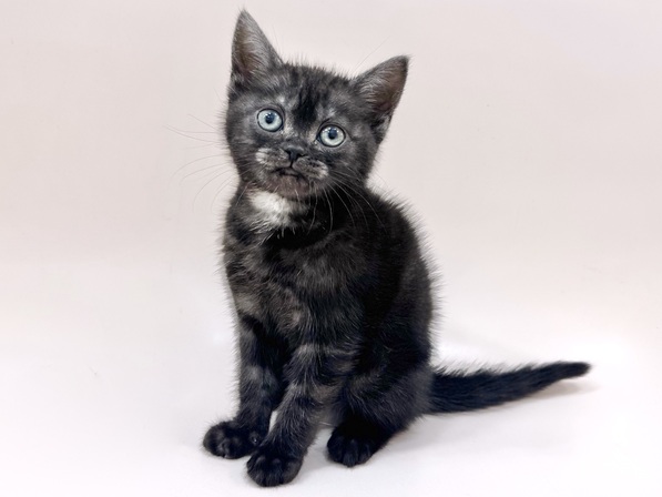 アメリカン・ショートヘアー