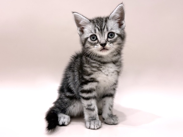 アメリカン・ショートヘアー