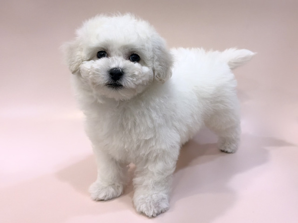 ビション・フリーゼ