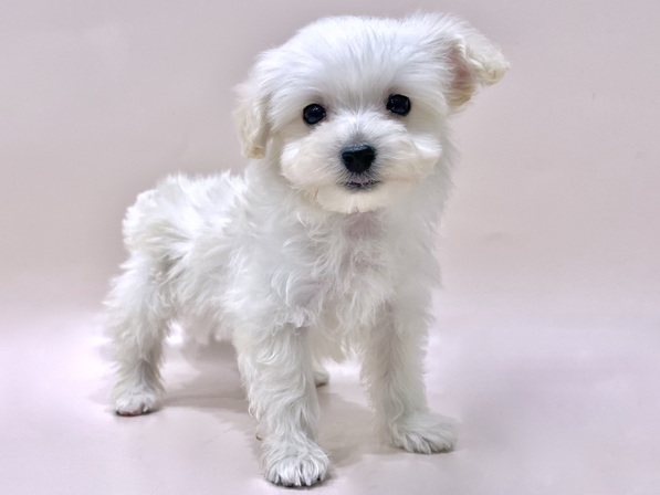 ミックス（犬）