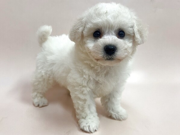 ビション・フリーゼ