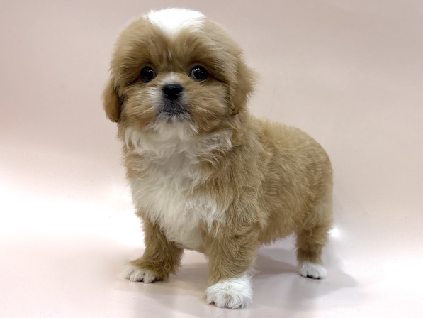 ミックス（犬）