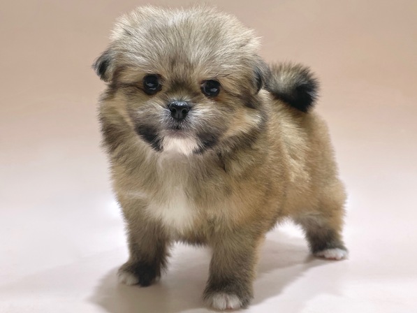 ミックス（犬）