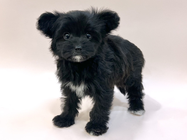 ミックス（犬）