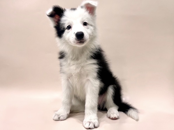 ボーダー・コリー