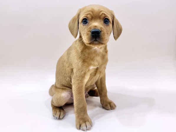 ミックス（犬）