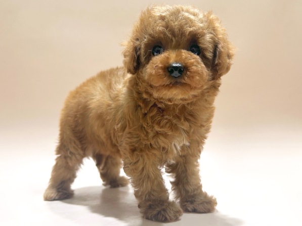 トイ・プードル