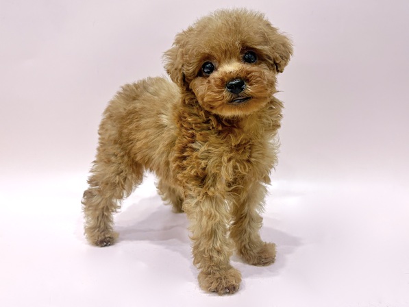 トイ・プードル