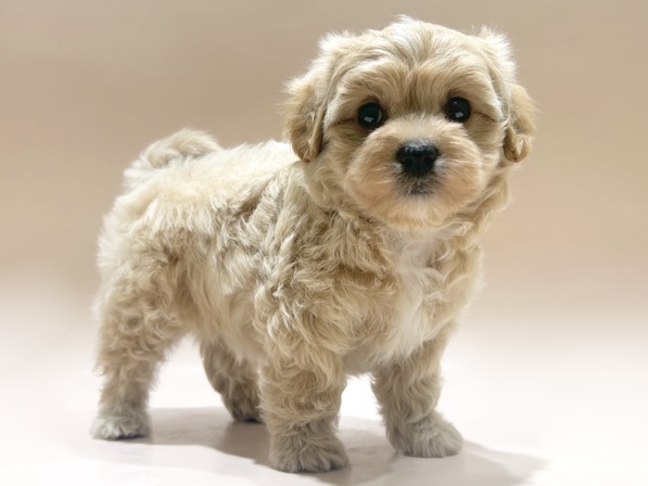 ミックス（犬）