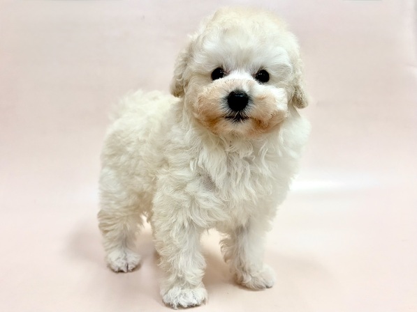 トイ・プードル