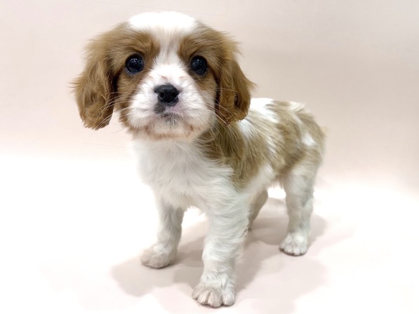 キャバリア・キング・チャールズ・スパニエル