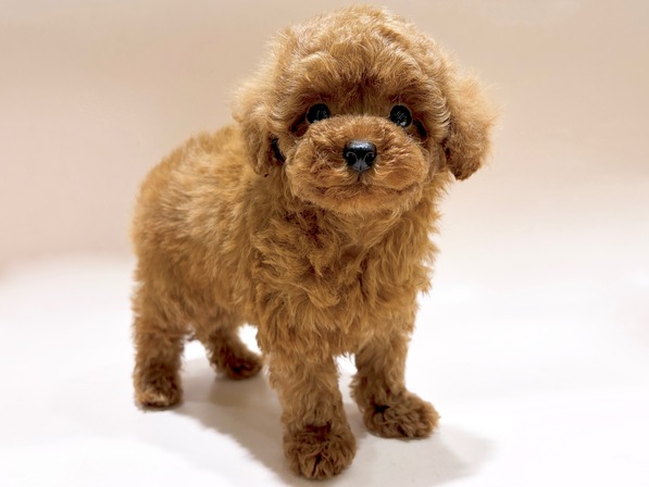 トイ・プードル