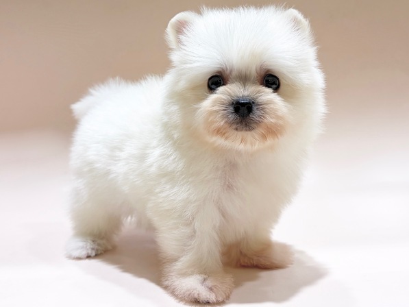 ミックス（犬）