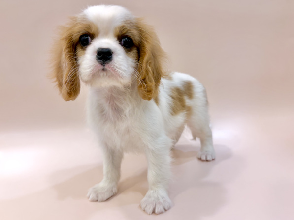 キャバリア・キング・チャールズ・スパニエル