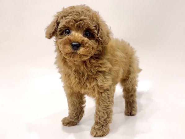 トイ・プードル