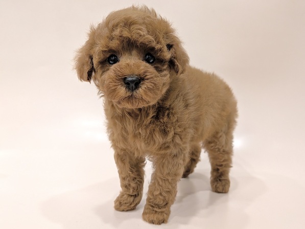 トイ・プードル