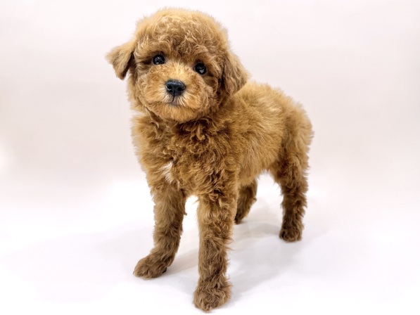 トイ・プードル