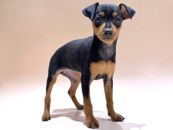 ミニチュア・ピンシャー