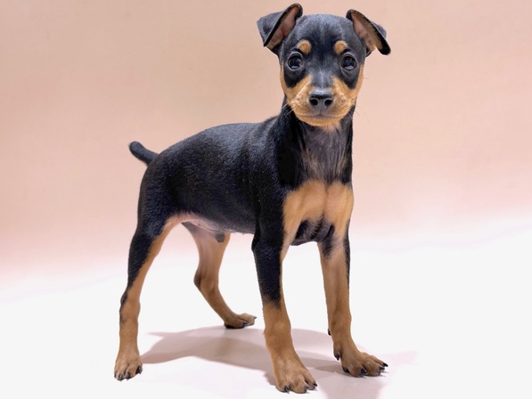 ミニチュア・ピンシャー