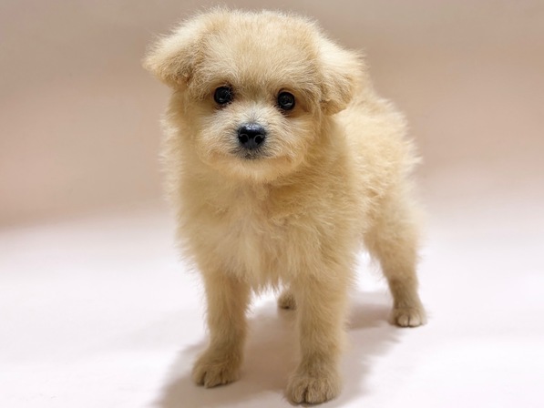 ミックス（犬）