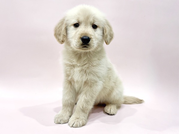 ゴールデン・レトリーバー