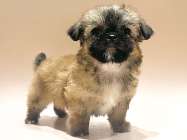 ミックス（犬）