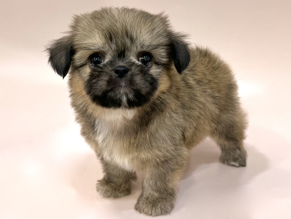 ミックス（犬）