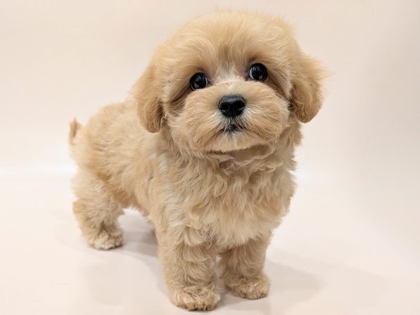 ミックス（犬）