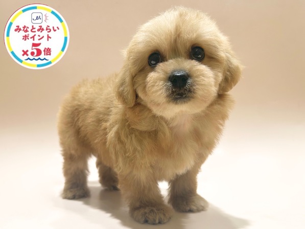 ミックス（犬）