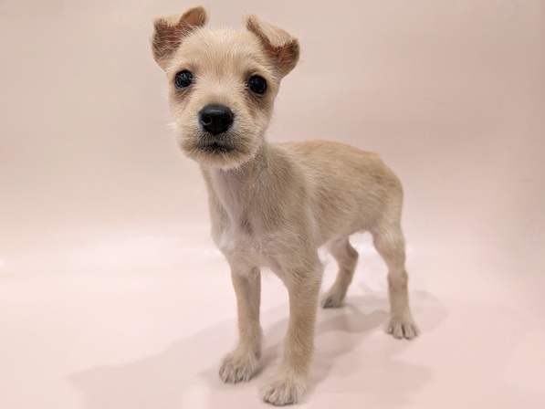 ミックス（犬）