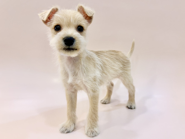 ミックス（犬）