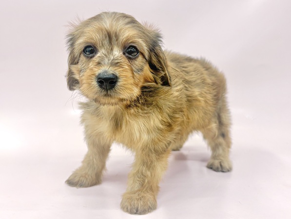 ミックス（犬）